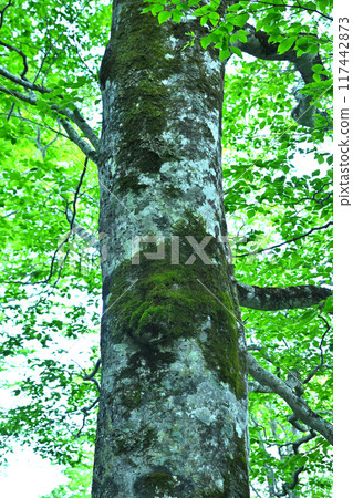Beech forest early in the morning, beech trunks, Okutone water source forest, Minakami town 117442873