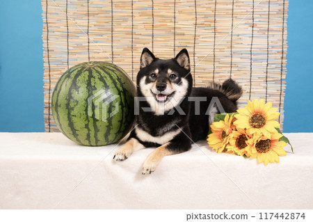 Blinds, watermelons, sunflowers and smiling Shiba Inu dog Sheri 117442874
