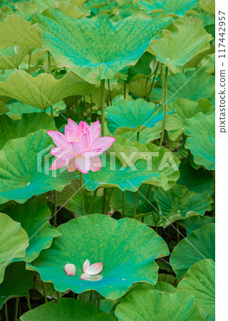 雨後的荷花池【安曇野】 雨後的荷花池【安曇野】 117442957