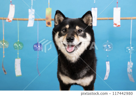 Blueback, wind chimes and the little Shiba Inu, Cheri 117442980