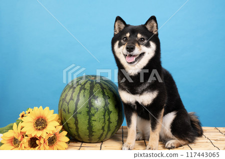 A blueback, a watermelon, a sunflower and a smiling Shiba Inu named Sheri 117443065