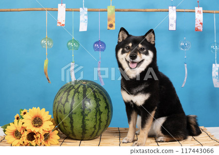 Wind chimes, watermelon, sunflowers and smiling Shiba Inu dog Sheri 117443066
