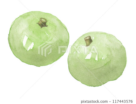 White sapote painted in watercolor 117443576