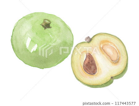 White sapote painted in watercolor 117443577