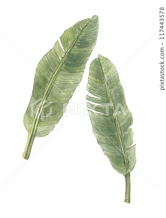 Watercolor painted banana leaves Watercolor painted banana leaves 117443578