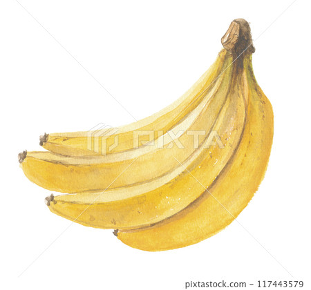 Illustration of banana drawn in watercolor 117443579