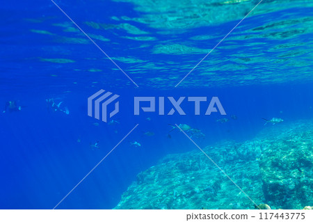 豐富的與那國海(與那國藍) 豐富的與那國海(與那國藍) 117443775