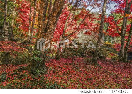 Autumn leaves in Japan Autumn leaves in Japan 117443872