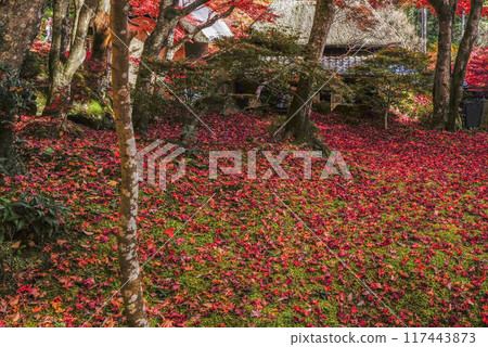 Autumn leaves in Japan Autumn leaves in Japan 117443873