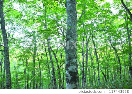 Bright green virgin beech forest, Okutone Water Source Forest, Minakami Town 117443958