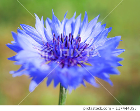Blue cornflower (Centaurea) flower Blue cornflower (Centaurea) flower 117444353