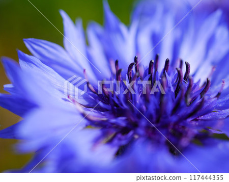 藍色矢車菊（矢車菊、矢車菊）花 117444355