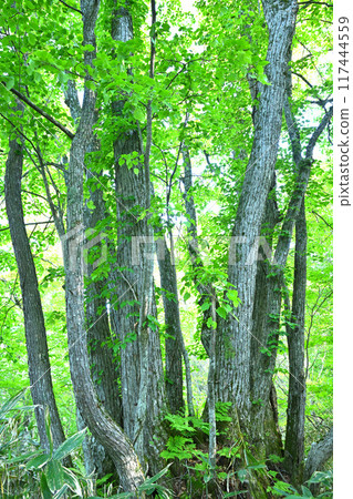 Bright green, twin-trunked miscellaneous trees in a beech forest, Okutone Water Source Forest, Minakami Town Bright green, twin-trunked miscellaneous trees in a beech forest, Okutone Water Source Forest, Minakami Town 117444559