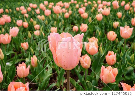 bright pink tulips 117445055