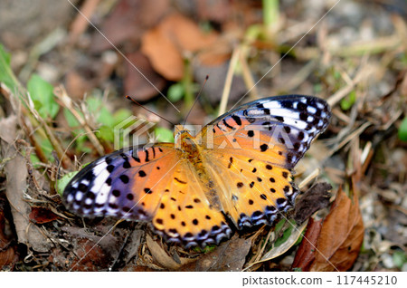 落葉和雄性黑頂貝母 117445210