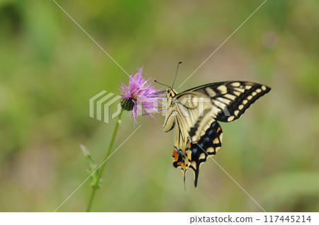 燕尾從薊吸取花蜜 燕尾從薊吸取花蜜 117445214