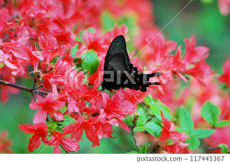 A black swallowtail butterfly on an azalea flower A black swallowtail butterfly on an azalea flower 117445367