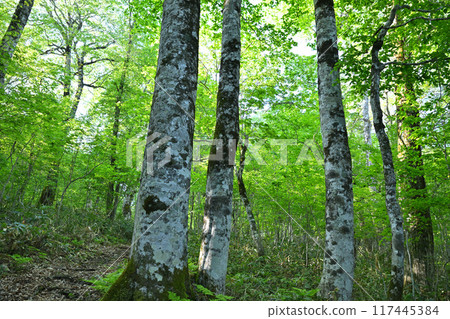 Beech trunks with beautiful bark patterns, early morning beech forest, Okutone Water Source Forest, Minakami Town 117445384