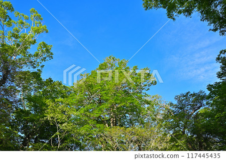 Beech forest bathed in the morning sun, Okutone Water Source Forest, Minakami Town Beech forest bathed in the morning sun, Okutone Water Source Forest, Minakami Town 117445435