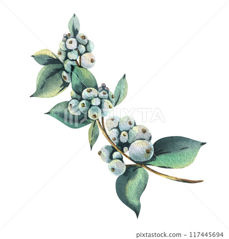Snowberry branch with white berries and green leaves. Hand-drawn watercolor illustration for winter, New Year, Christmas decoration. Separate element isolated from the background. Snowberry branch with white berries and green leaves. Hand-drawn watercolor illustration for winter, New Year, Christmas decoration. Separate element isolated from the background. 117445694
