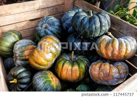 Top above view pile of many ripe grey green jarrahdale pumpkins on wooden pallet box at pumpkin farm yard. Halloween thanksgiving celebration symbol plant. Country rustic squash autumn background 117445737