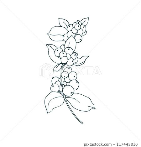 Snowberry branch with white berries and leaves. Line art is a simple hand-drawn illustration in black and white ink. Isolated vector EPS object. Snowberry branch with white berries and leaves. Line art is a simple hand-drawn illustration in black and white ink. Isolated vector EPS object. 117445810