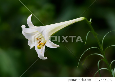 A pure white flower of the lily family, Takasago lily 117445929