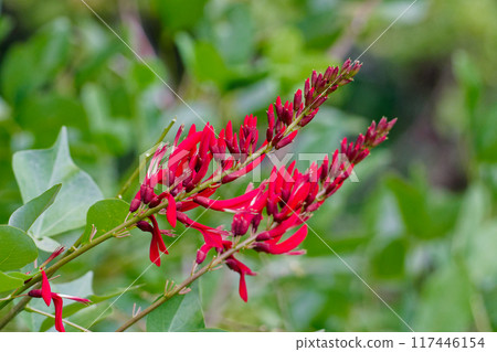 Red flowers of the legume family Coral pea 117446154