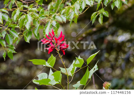 豆科珊瑚的紅色花朵 豆科珊瑚的紅色花朵 117446156