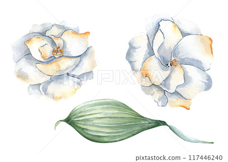 White gardenia with soft orange petals in watercolor set isolated on white. Delicate flowers camellia and leaf hand drawn in pastel colors in botanical sketch style for design nature event, wedding. 117446240