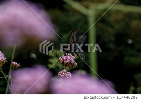 在東京的風景 117446292