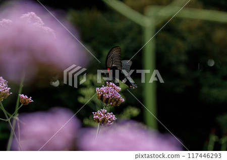 在東京的風景 在東京的風景 117446293