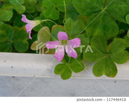 Beautiful oxalis flower Beautiful oxalis flower 117446418