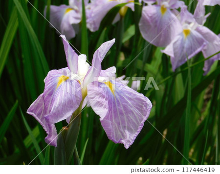 Beautifully blooming irises Beautifully blooming irises 117446419