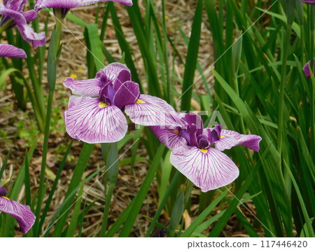 Beautiful irises 117446420
