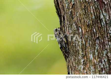A cicada of the cicada family, Niini Cicada, resting on the bark of a tree A cicada of the cicada family, Niini Cicada, resting on the bark of a tree 117446421
