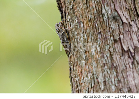 A cicada of the cicada family, Niini Cicada, resting on the bark of a tree A cicada of the cicada family, Niini Cicada, resting on the bark of a tree 117446422