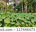 a green leaf of a tree 117446473