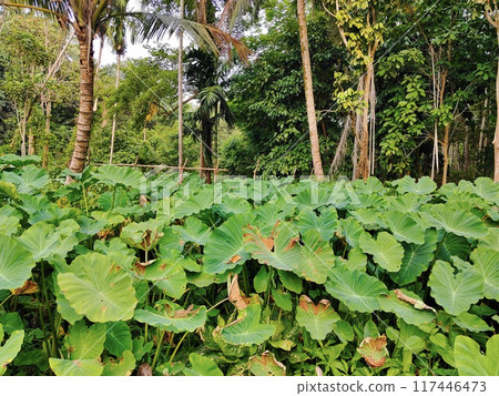a green leaf of a tree a green leaf of a tree 117446473