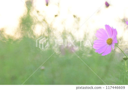 A single cosmos blooming in a cosmos field 117446609