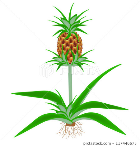Pineapple plant with roots isolated on white background. Pineapple plant with roots isolated on white background. 117446673