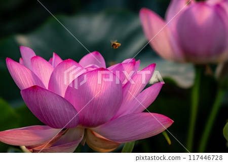 蓮花和蜜蜂 蓮花和蜜蜂 117446728