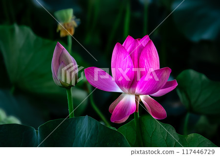Opening lotus bud Opening lotus bud 117446729