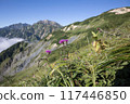 Alpine plants, Mt. Goryu, and Mt. Kashima-yari from Happo-one 117446850