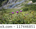 Alpine plants from Happo-one 117446851