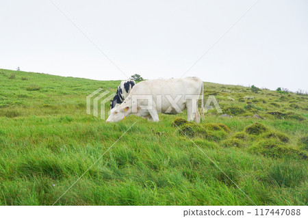 Cows at Utsukushigahara Farm in Shinshu 117447088