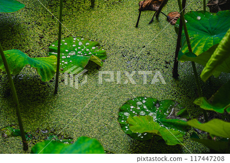 [Lotus effect] Lotus pond after rain [Azumino] 117447208