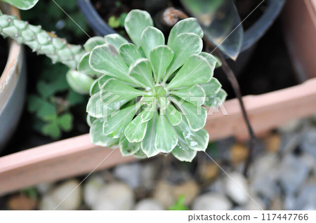 Monadenium, Euphorbia ritchiei or EUPHORBIACEAE or the Monadenium or bicolor Euphorbia Monadenium, Euphorbia ritchiei or EUPHORBIACEAE or the Monadenium or bicolor Euphorbia 117447766