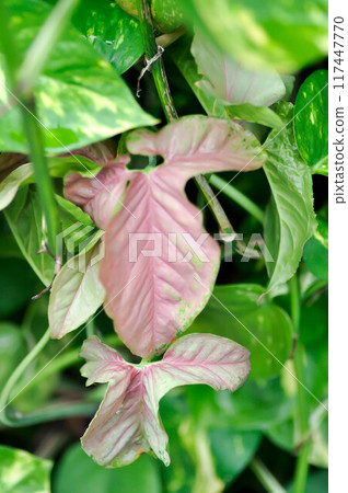 Pink Syngonium ,Araceae or Syngonium hybrid 117447770