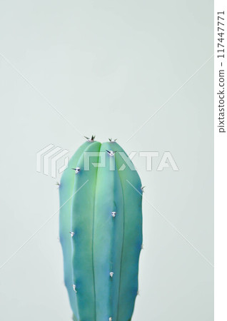 myrtillocactus geometrizans or cactus , Fairytale castle or Cereus peruvianus 117447771